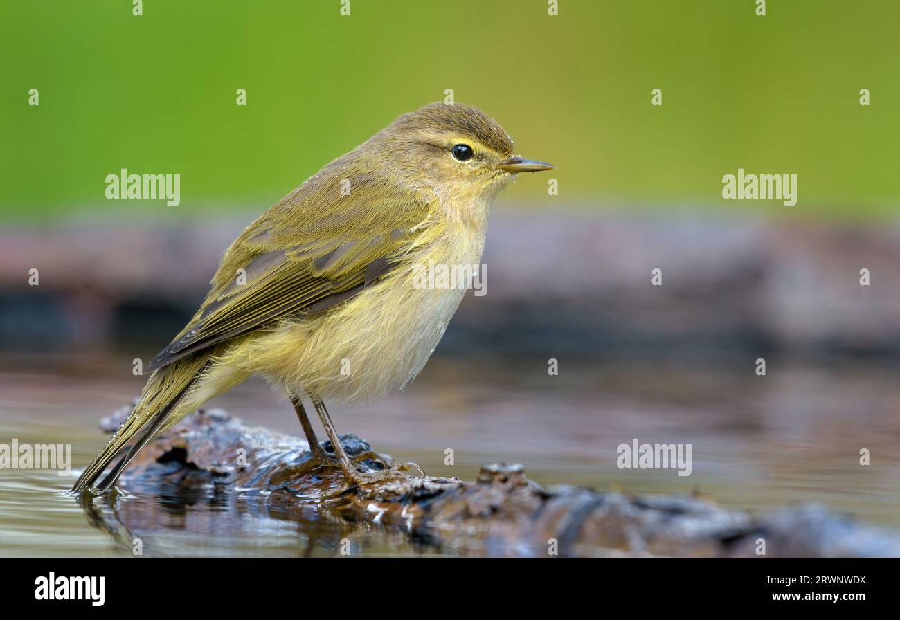 Mousseline commune (Phylloscopus collybita) semblant calme dans un étang d'eau profonde avant le bain pendant la migration d'automne Banque D'Images