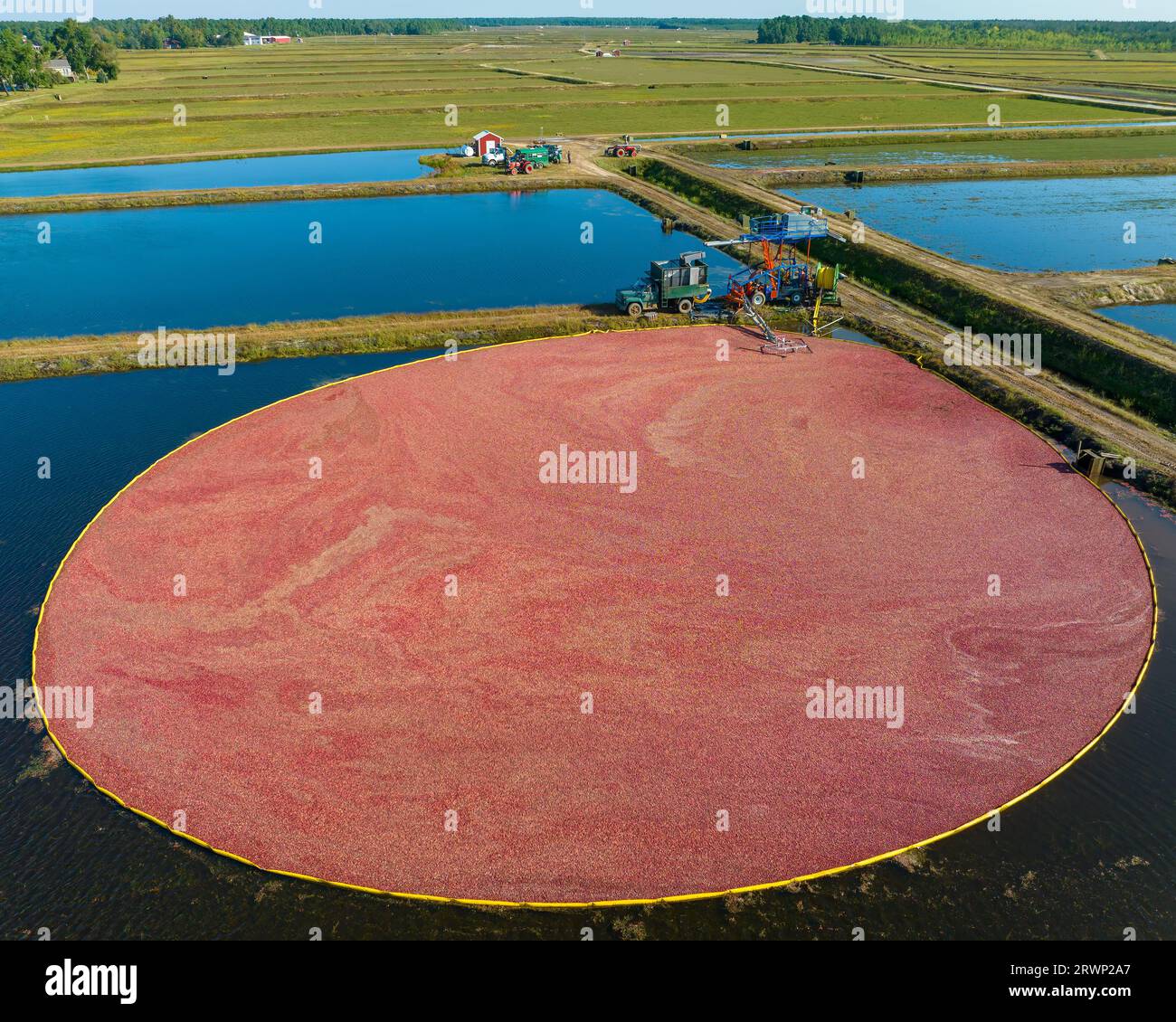 Récolte de canneberges en automne lorsque les tourbières sont inondées et les fruits de canneberges rouge vif flottent à la surface dans un affichage brillant de couleur d'automne. Banque D'Images