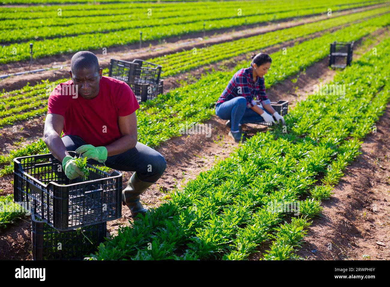 L'horticulteur afro-américain récolte d'arugula Banque D'Images
