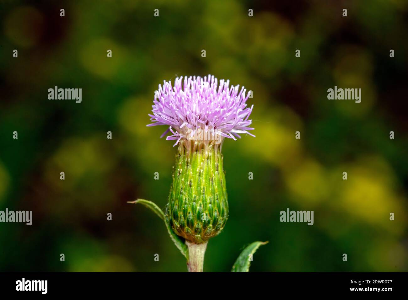 Fleurs sauvages en pleine floraison dans le parc, Chine du Nord Banque D'Images