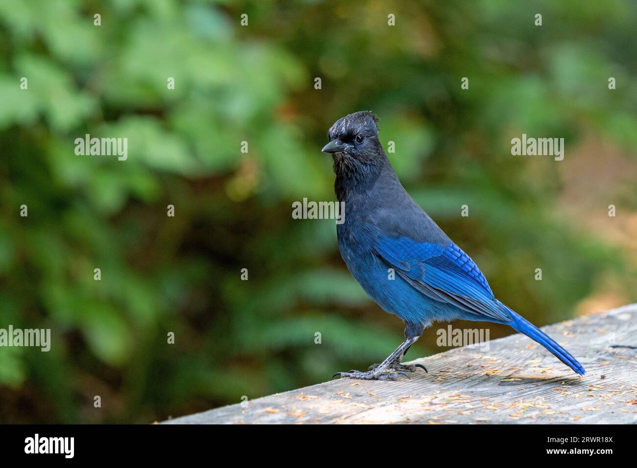 jay de Steller (Cyanocitta stelleri) le long du sentier sauvage du pacifique, Ucluelet, Île de Vancouver, Colombie-Britannique, Canada. Banque D'Images