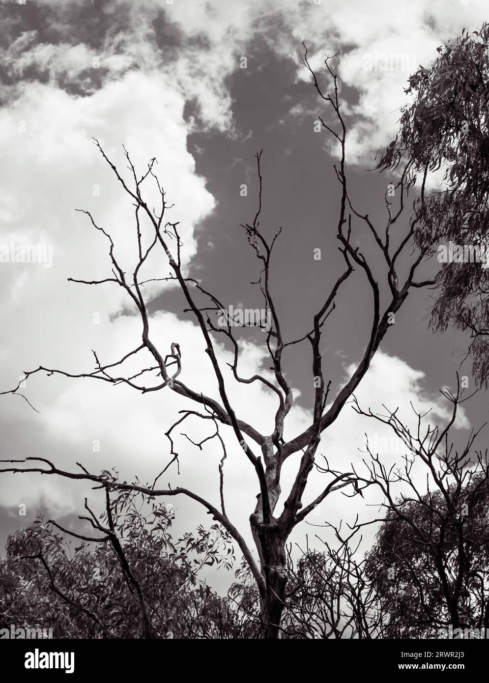 Une photographie en noir et blanc capture la beauté ironique dans la texture et la forme d'un long arbre mort, posé contre un ciel nuageux. Banque D'Images