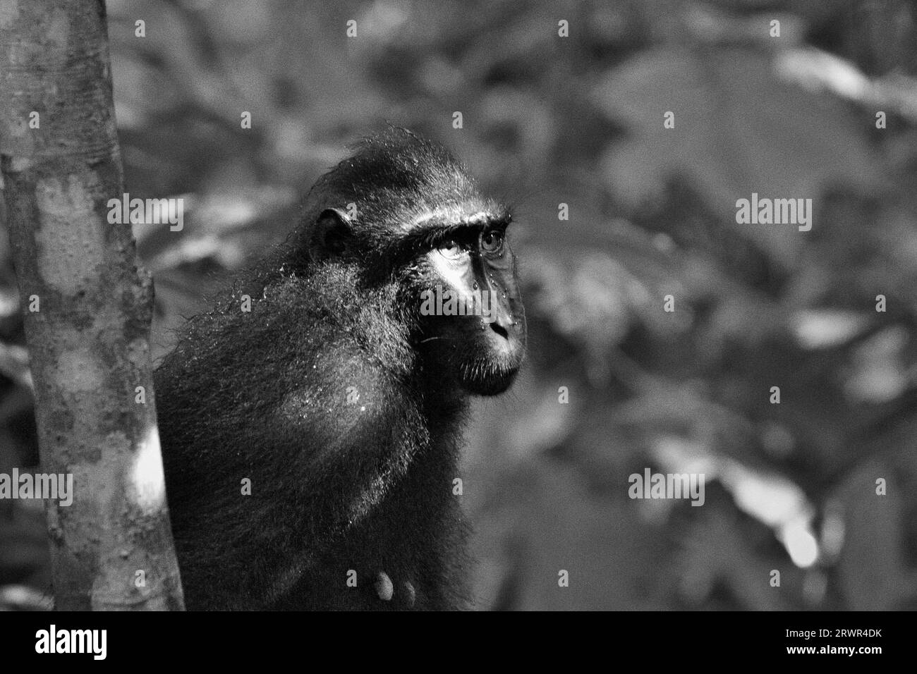 Portrait d'une femelle macaque à crête (Macaca nigra) dans la forêt de Tangkoko, Sulawesi du Nord, Indonésie. Un rapport récent d'une équipe de scientifiques dirigée par Marine Joly a révélé que la température augmente dans la forêt de Tangkoko et que l'abondance globale des fruits a diminué. « Entre 2012 et 2020, les températures ont augmenté jusqu’à 0,2 degrés Celsius par an dans la forêt, et l’abondance globale des fruits a diminué de 1 pour cent par an », ont-ils écrit dans International Journal of Primatology. « Dans un avenir plus chaud, ils devraient s'ajuster, se reposer et rester à l'ombre pendant les périodes les plus chaudes. Banque D'Images