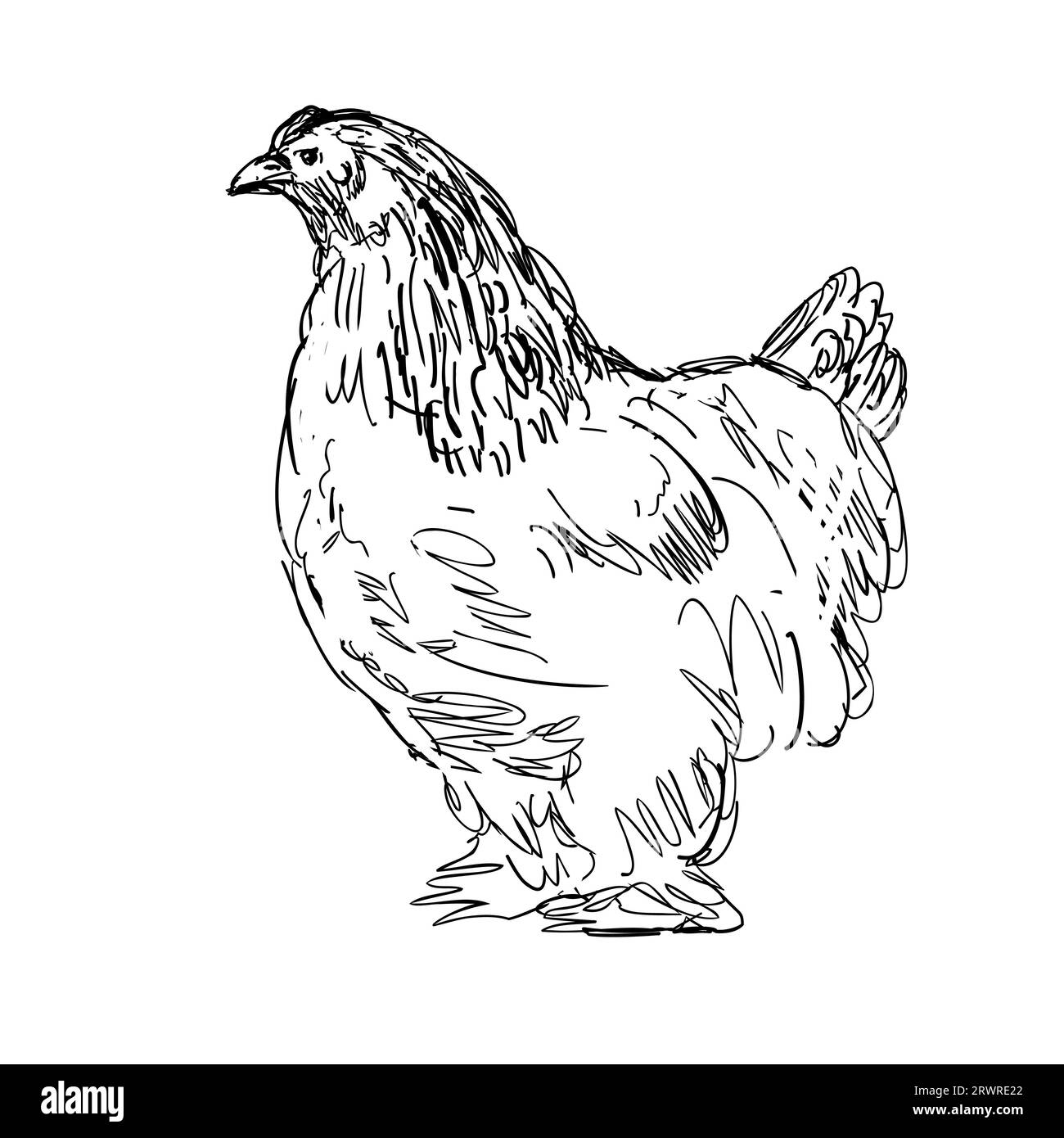 Dessin illustration de style croquis d'une poule Brahma, Brahma Pootra, Burnham, Gray Chittagong ou Shanghai, une race américaine de poulet domestique vu f Banque D'Images