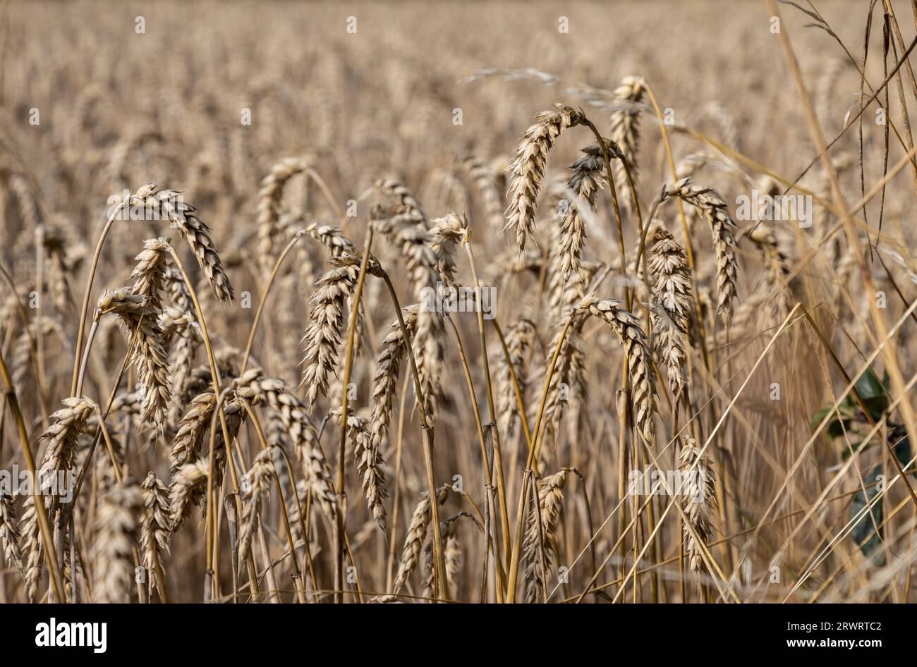 Champs dorés de grain mûr dans le champ d'un agriculteur par une journée ensoleillée, fond graphique des champs de céréales, comté de Podkarpackie, Pologne Banque D'Images