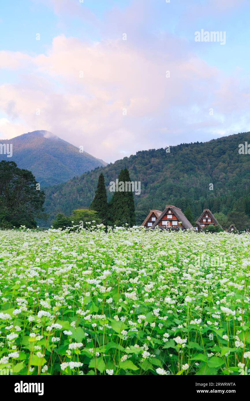 Fleurs de sarrasin en automne à Shirakawa-Go octobre Banque D'Images