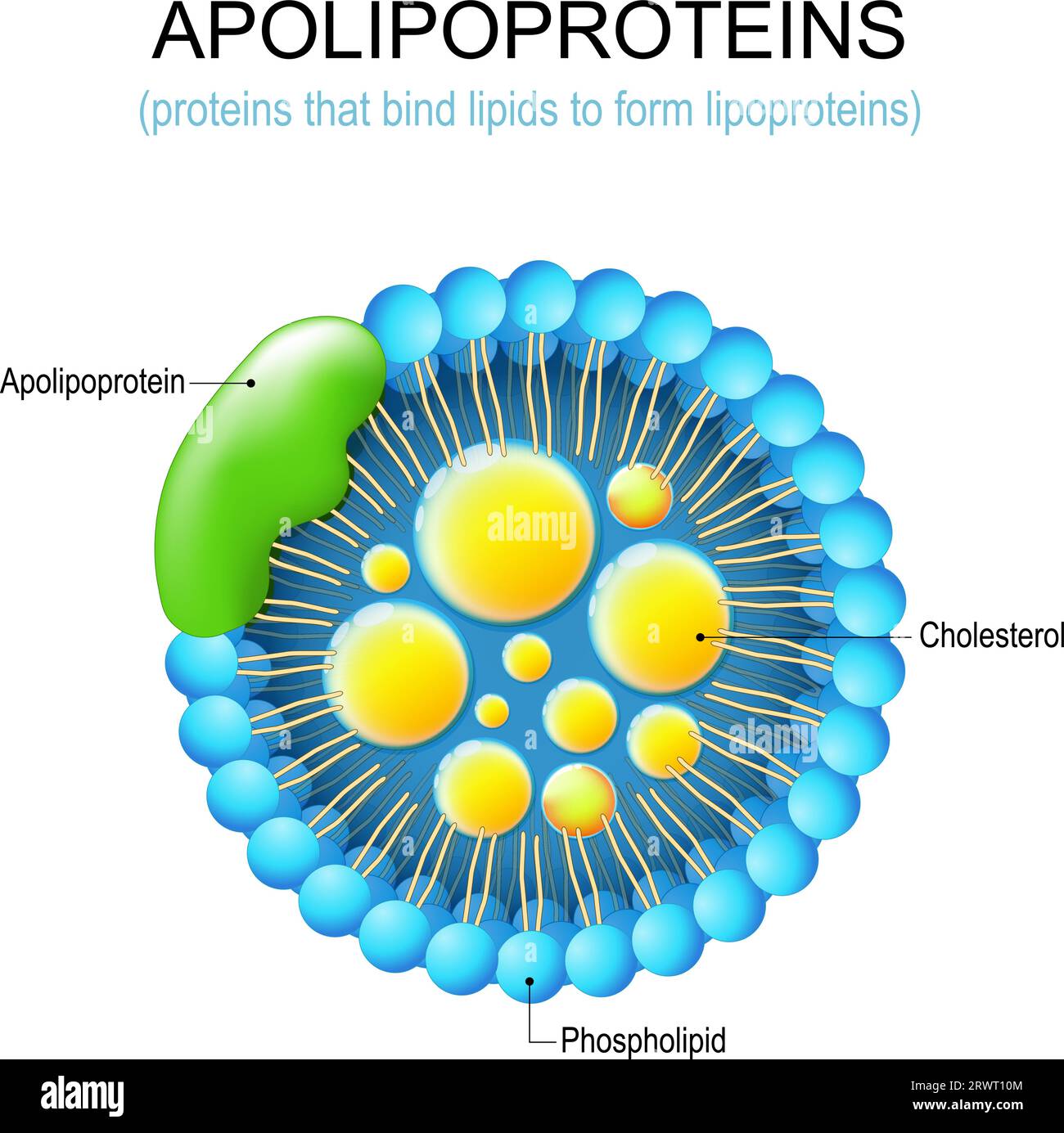 Apolipoprotéine. Structure d'une protéine qui lie les lipides pour former des lipoprotéines. LDL et athérosclérose. Illustration vectorielle Illustration de Vecteur