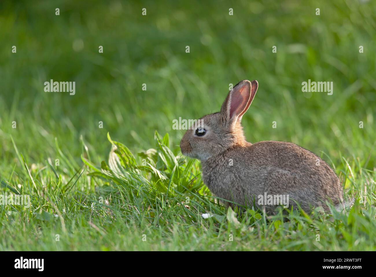 Le lapin européen (Oryctolagus cuniculus) peut produire 4 à 7 portées de descendance par an (lapin commun) dans des conditions optimales (Kit photo) Banque D'Images