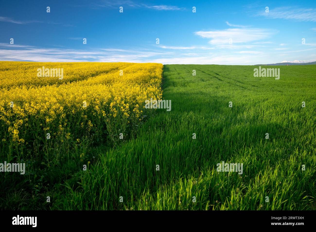 Champs de printemps vibrants : fleurs de colza et de blé frais sous un ciel azur Banque D'Images