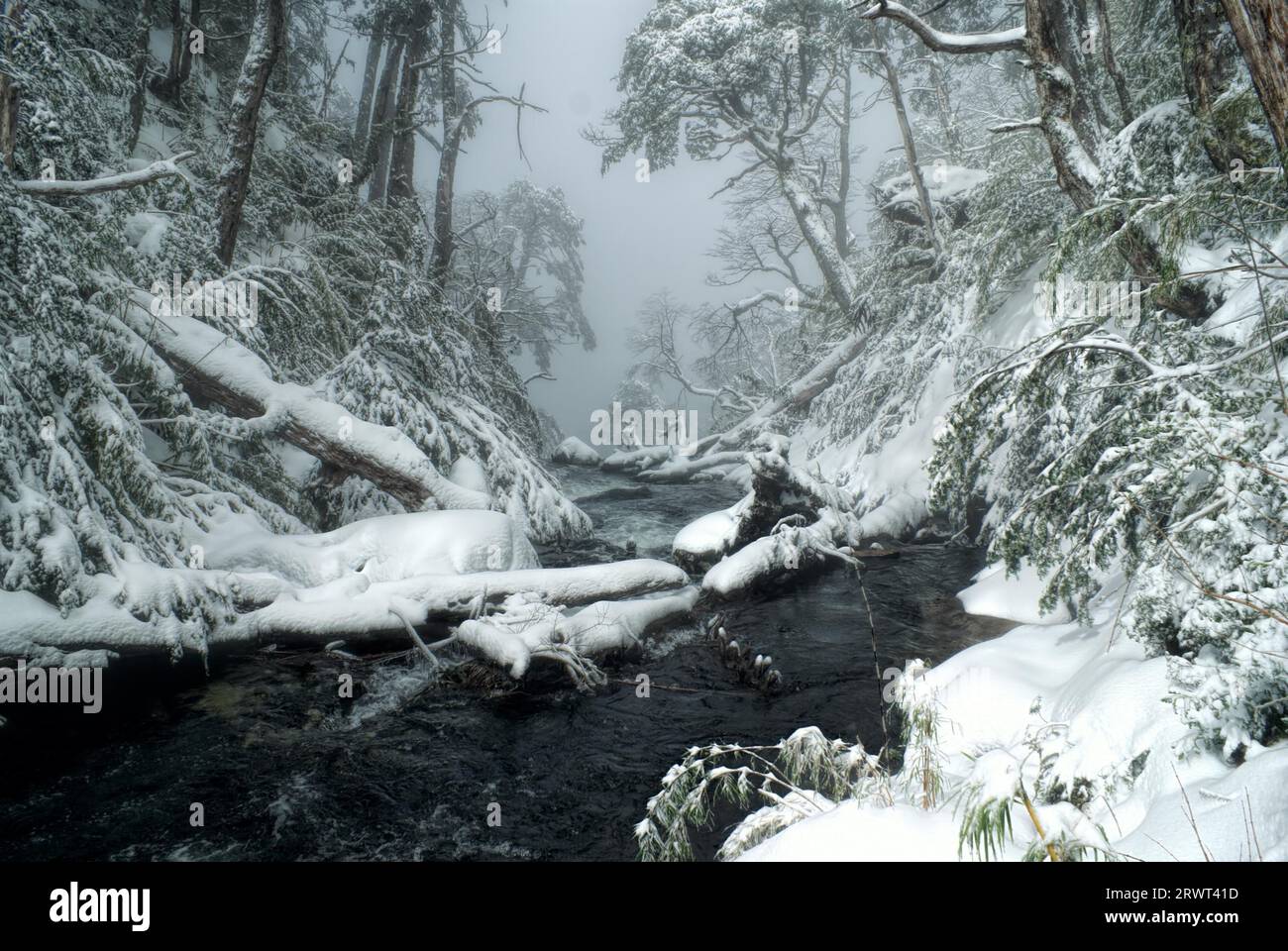 Vue à couper le souffle de brouillard couvrant une rivière qui coule à travers la forêt enneigée Banque D'Images