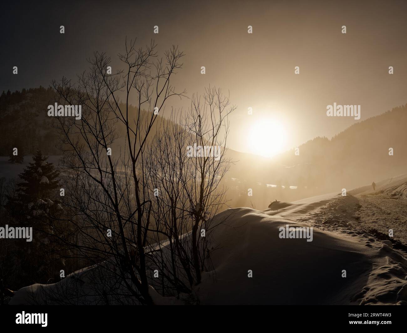 Bush en contre-jour de neige et brouillard devant les montagnes en hiver, Bavière Banque D'Images