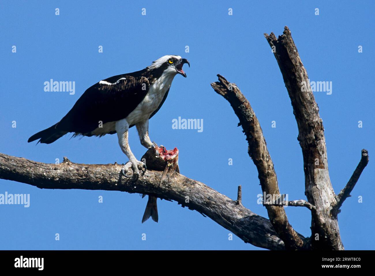 Osprey appartient aux oiseaux de proie spécialisés dans la chasse au poisson (photo Osprey mange un poisson capturé), Osprey est un oiseau de proie piscivore (Aigle de poisson) Banque D'Images