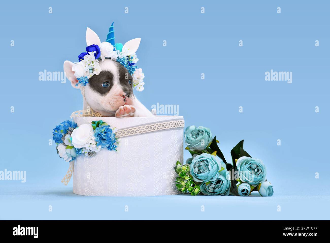 Adorable chien Bulldog français chiot avec bandeau unicorn avec corne de peeking hors de la boîte avec des fleurs sur fond bleu Banque D'Images