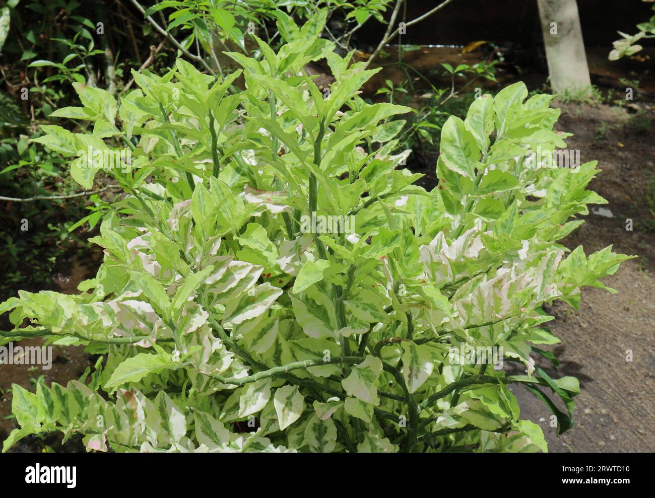 Vue d'une plante à ossature du diable avec des feuilles panachées, cultivée comme plante ornementale est à la lumière directe du soleil Banque D'Images