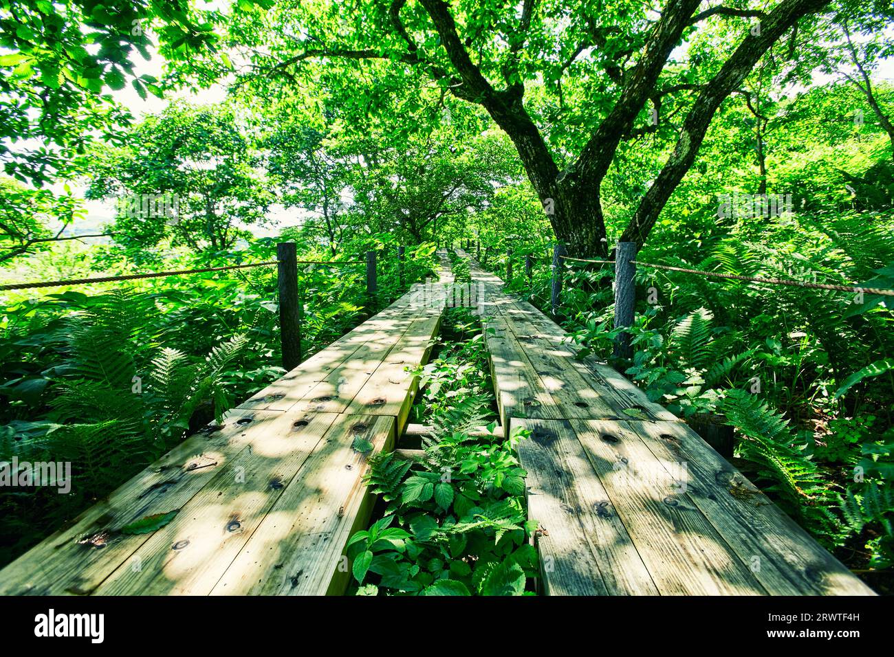 Chemin en bois dans le marais Banque D'Images