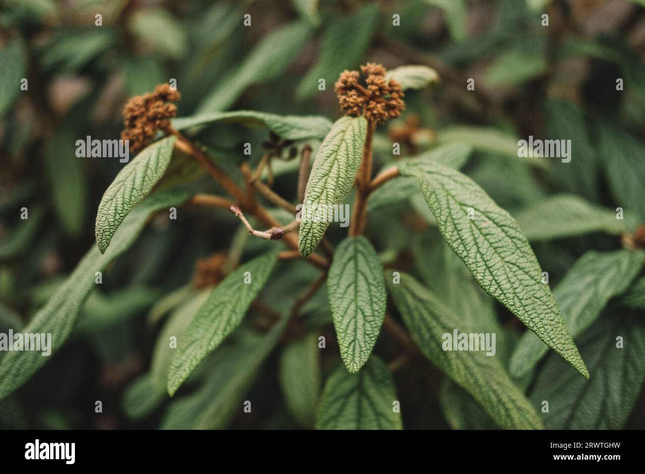 Viburnum (Viburnum rhytidophyllum) à feuilles de luthère Banque D'Images