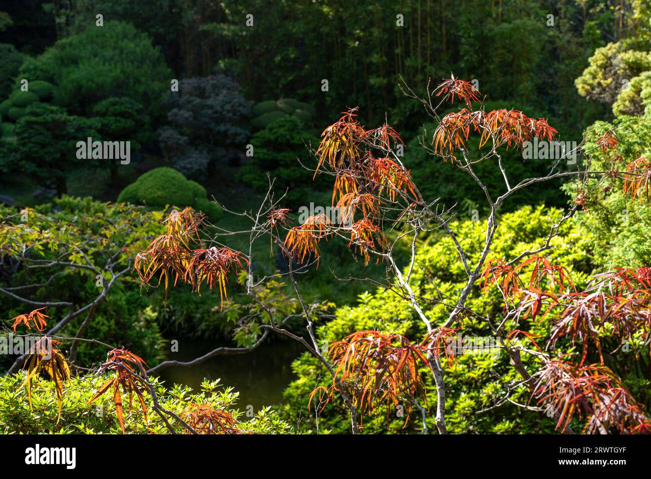 Japanese Tea Garden San Francisco Golden Gate Park Banque D'Images