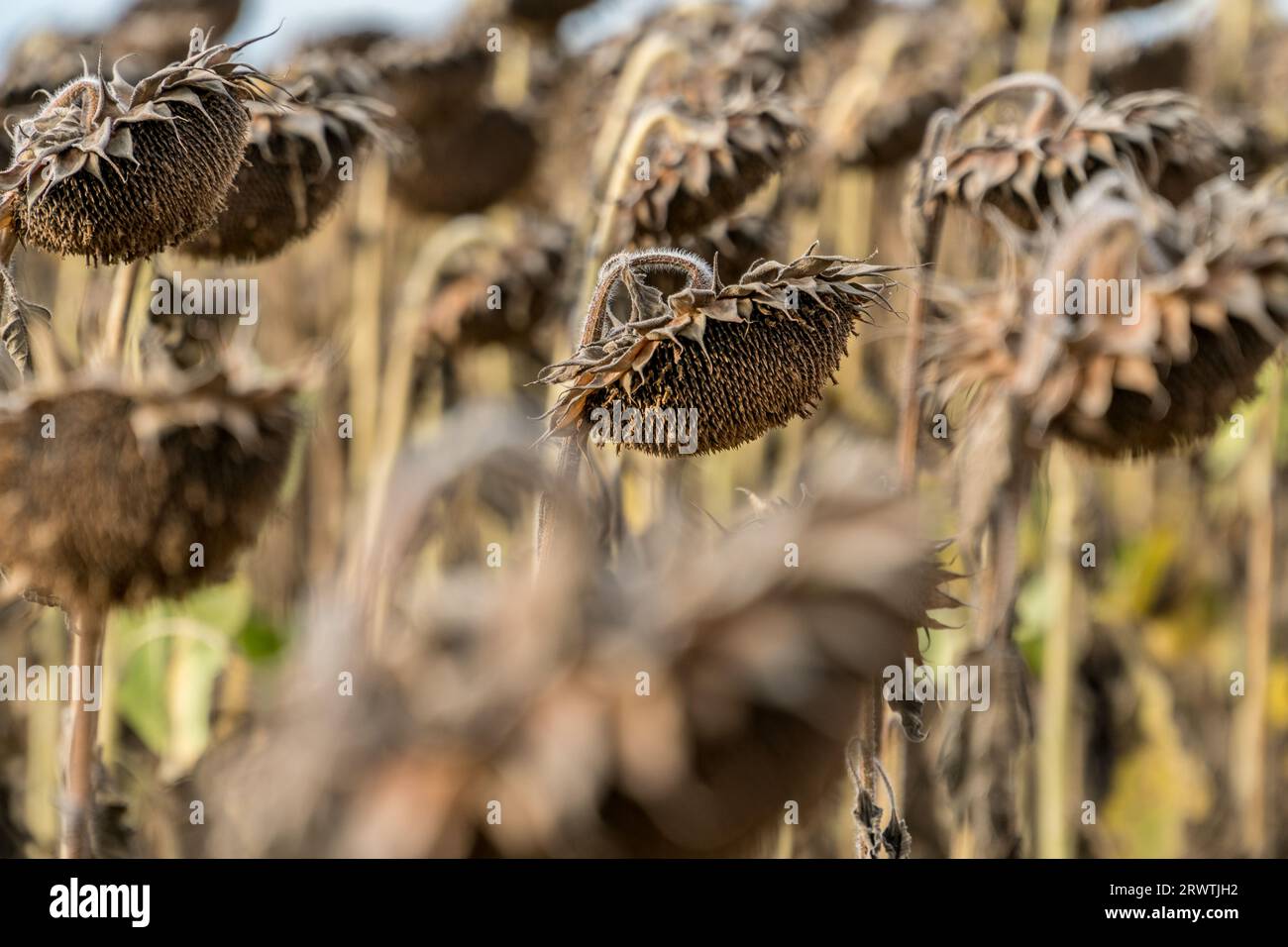 Vue rapprochée de tournesols secs et mûrs prêts à récolter sur le champ d'un agriculteur. Concept d'agriculture de production pétrolière Banque D'Images