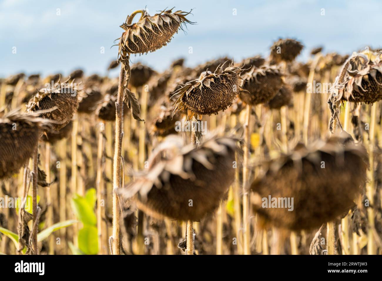 Vue rapprochée de tournesols secs et mûrs prêts à récolter sur le champ d'un agriculteur. Concept d'agriculture de production pétrolière Banque D'Images