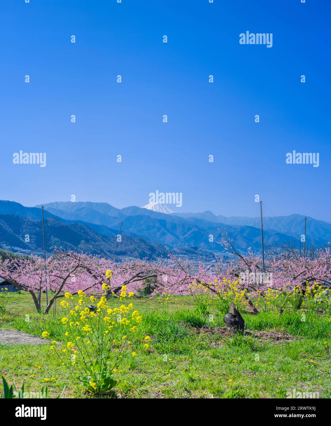 Yamanashi paysages fleurs de pêche et Mt. Fuji vue lointaine Higashiyama East route agricole à grande surface fruit Line Banque D'Images