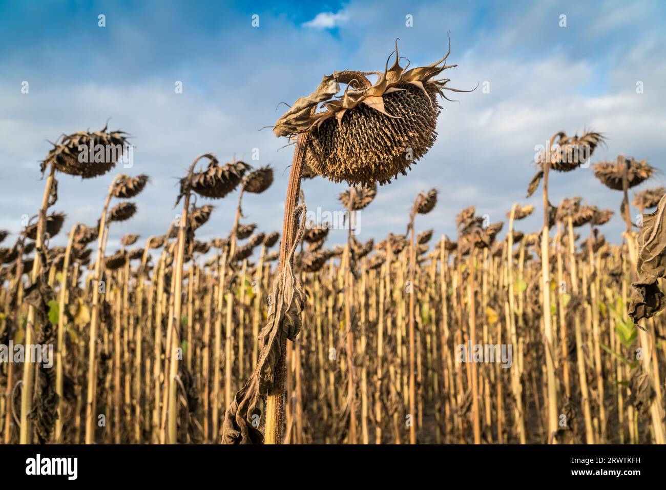 Sec et mûr prêt à récolter des tournesols sur le champ d'un fermier. Concept d'agriculture de production pétrolière Banque D'Images
