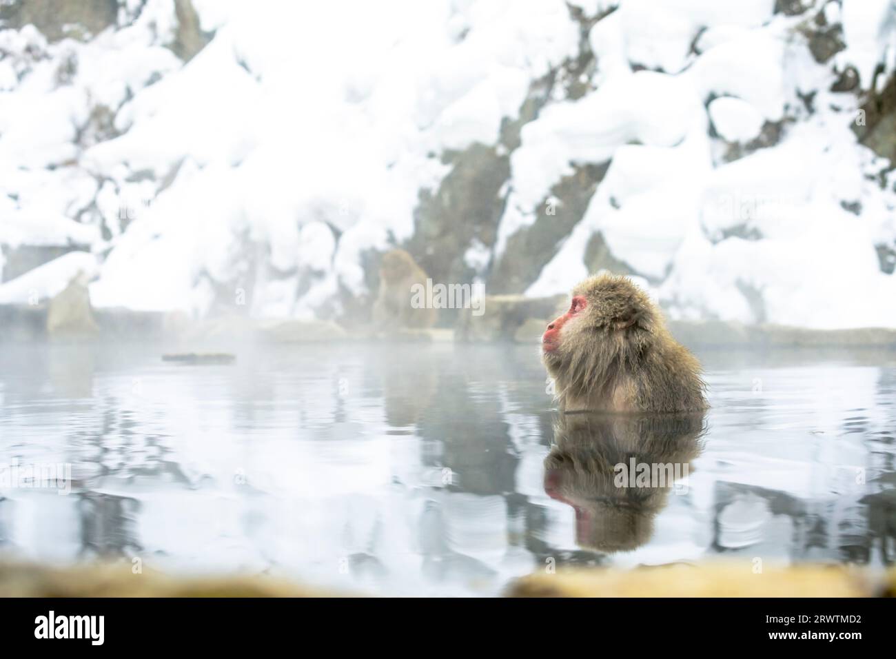 Une femelle macaque japonaise prenant un bain relaxant dans une source chaude Banque D'Images
