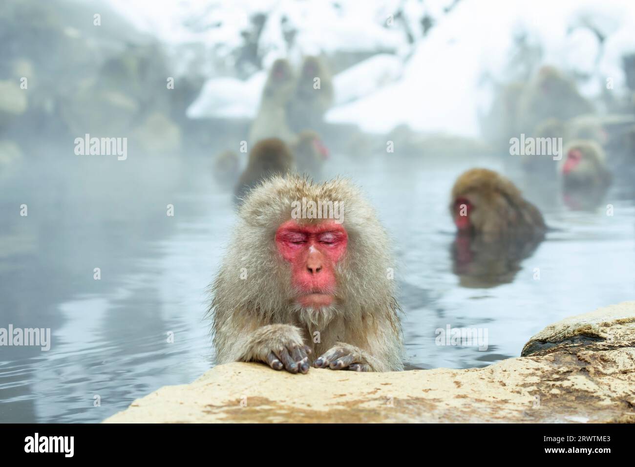 Une femelle macaque japonaise prenant un bain relaxant dans une source chaude Banque D'Images