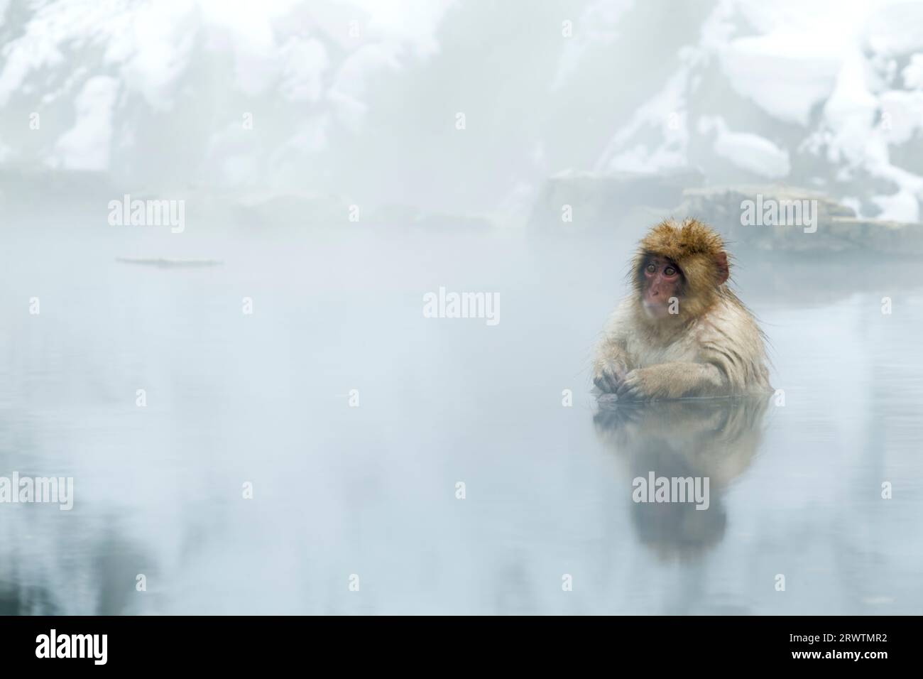 Bientôt un bébé singe d'un an trempant dans une source chaude Banque D'Images
