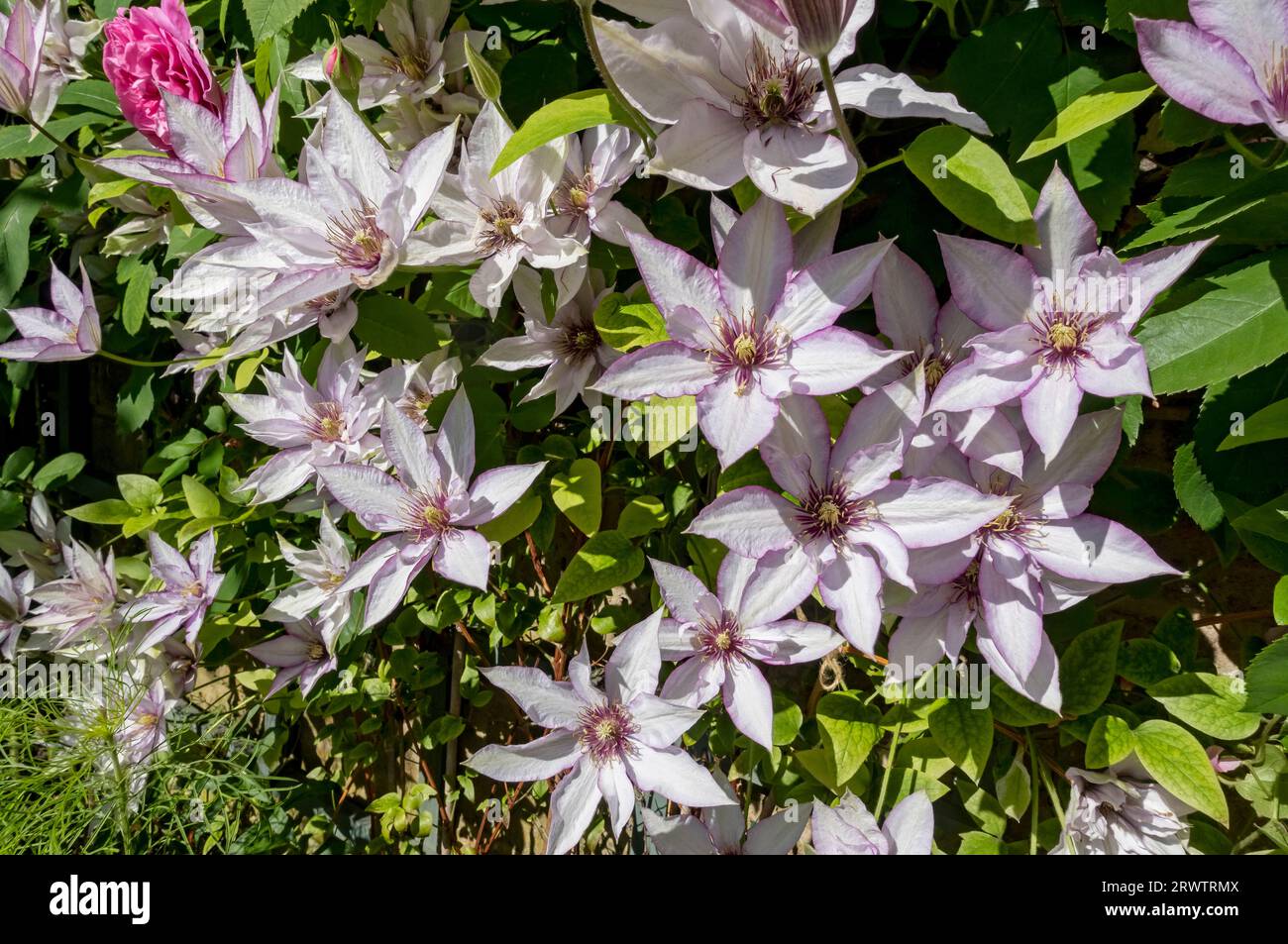 Gros plan de clematis ‘Samaritan JO’ poussant sur le trelis sur un mur fleurs fleurir dans le jardin en été Angleterre Royaume-Uni Grande-Bretagne Banque D'Images
