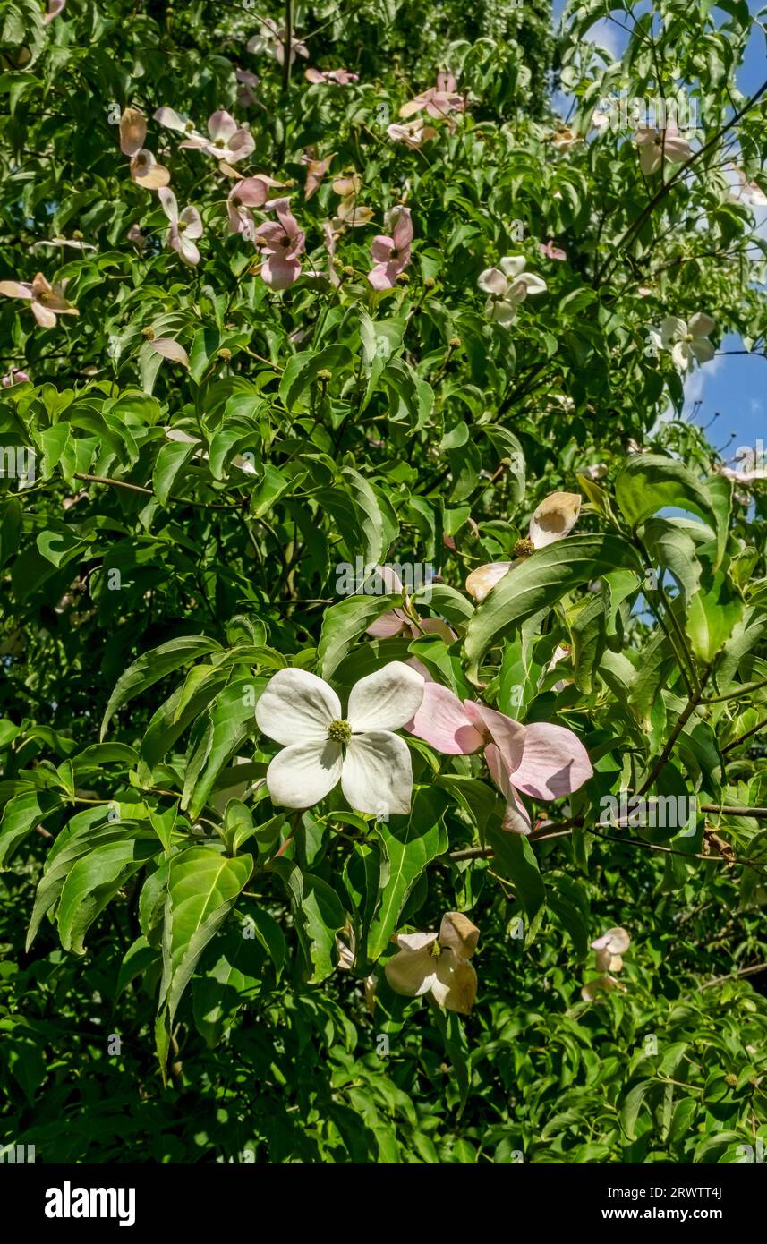 Gros plan de cornouilles chinoises (Cornus Kousa) fleurs fleurs arbre de floraison poussant dans un jardin en été Angleterre Royaume-Uni GB Grande-Bretagne Banque D'Images