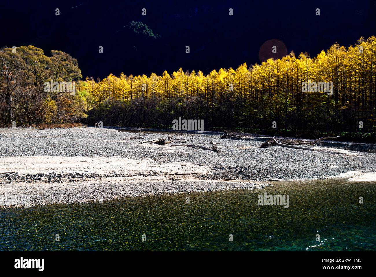Feuilles jaunes du mélèze japonais et de la rivière Azusa à Kamikochi Banque D'Images