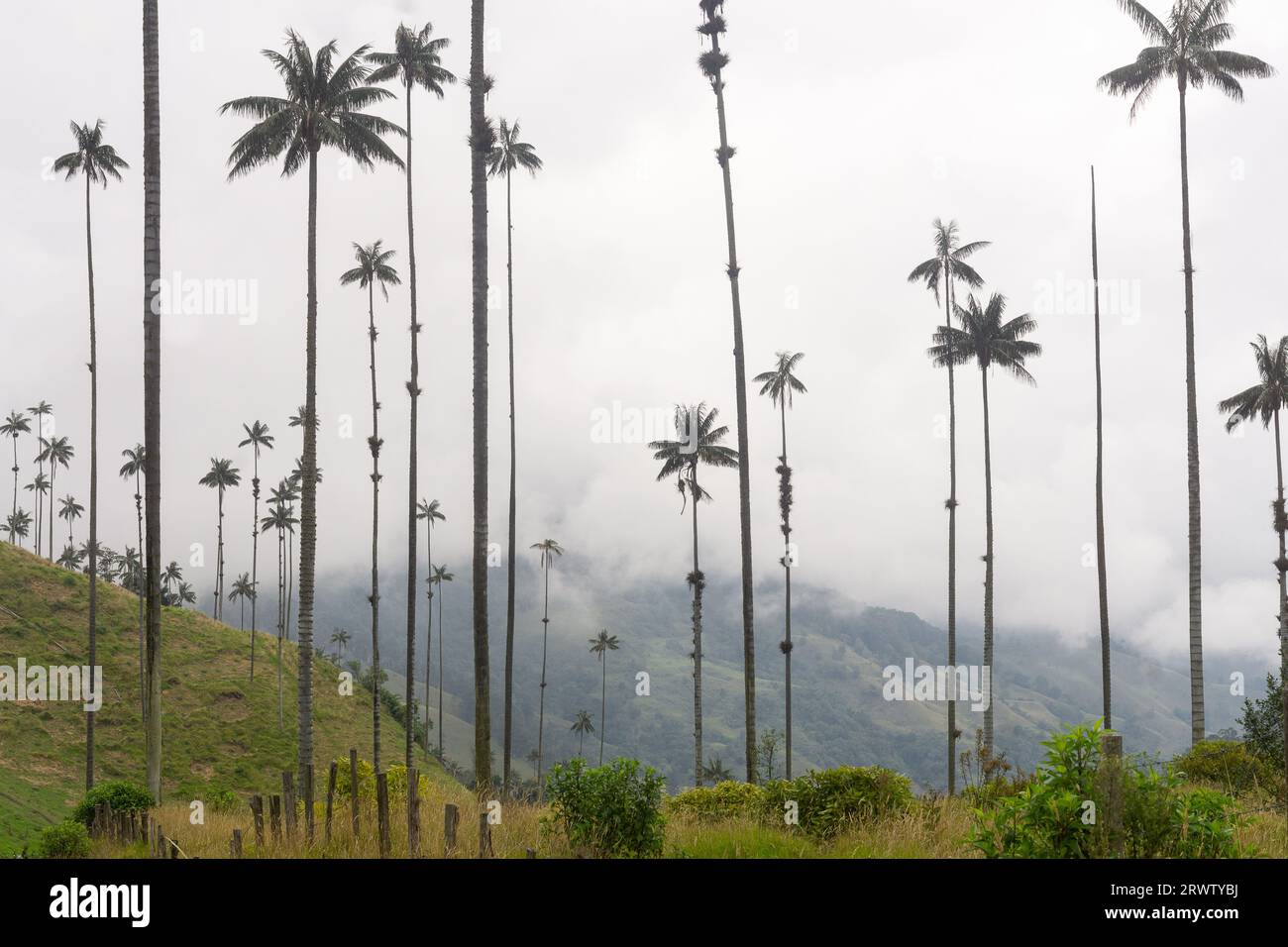 Vallée de Cocora dans le parc national de Los Nevados, Colombie - le palmier à cire est l'arbre national colombien et une espèce menacée de disparition. Banque D'Images