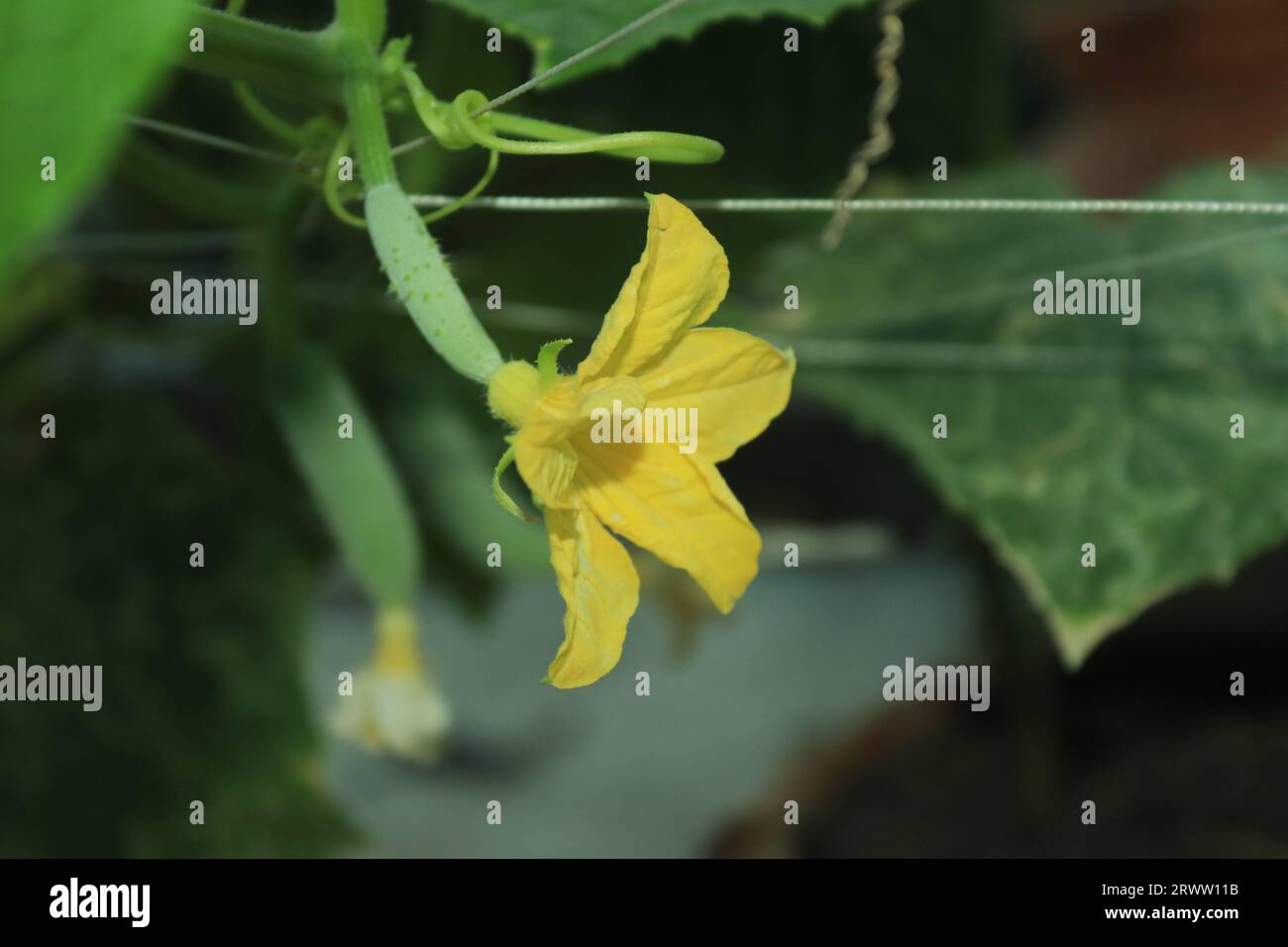 Une fleur de concombre nouvellement épanouie ornant le potager. Banque D'Images