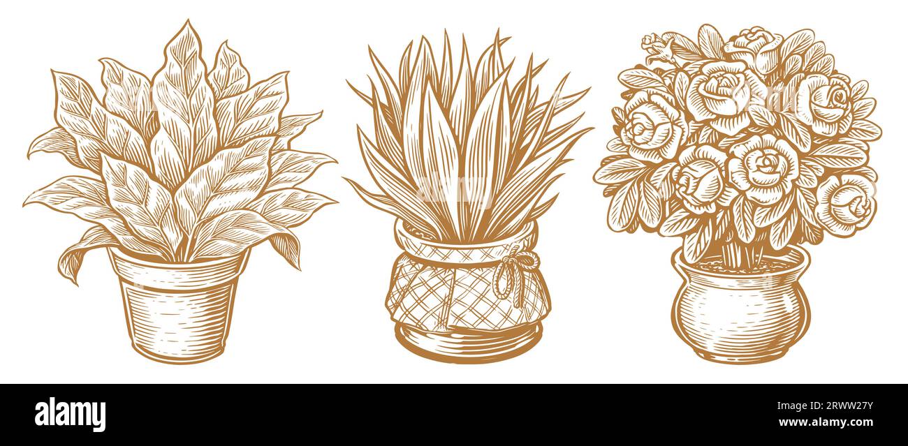 Plantes et fleurs d'intérieur dans des pots de fleurs. Illustration vectorielle vintage dessinée à la main Illustration de Vecteur