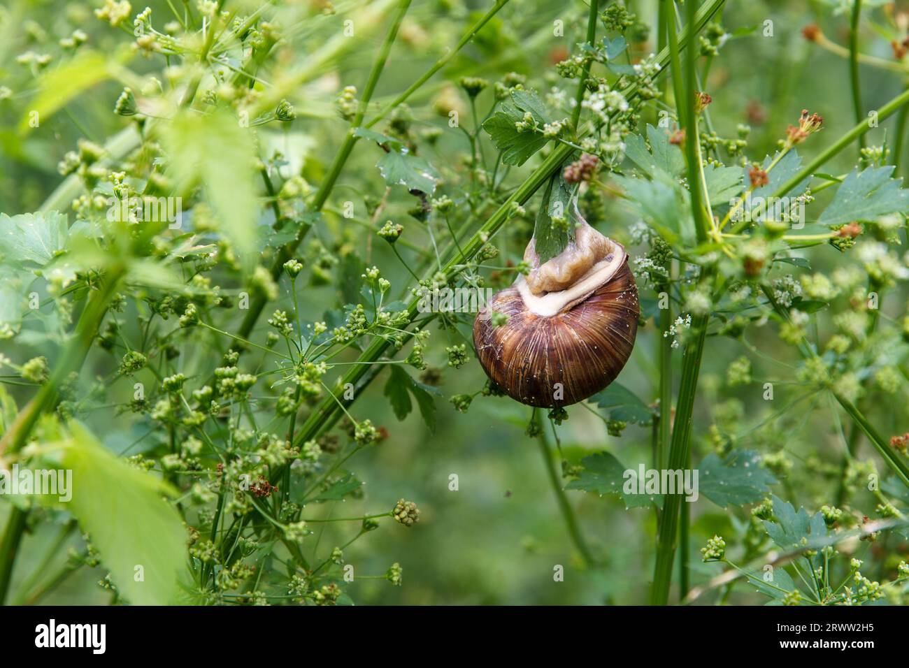 Escargot adulte accroche sur la feuille de persil vert dans le jardin de beauté en été Banque D'Images