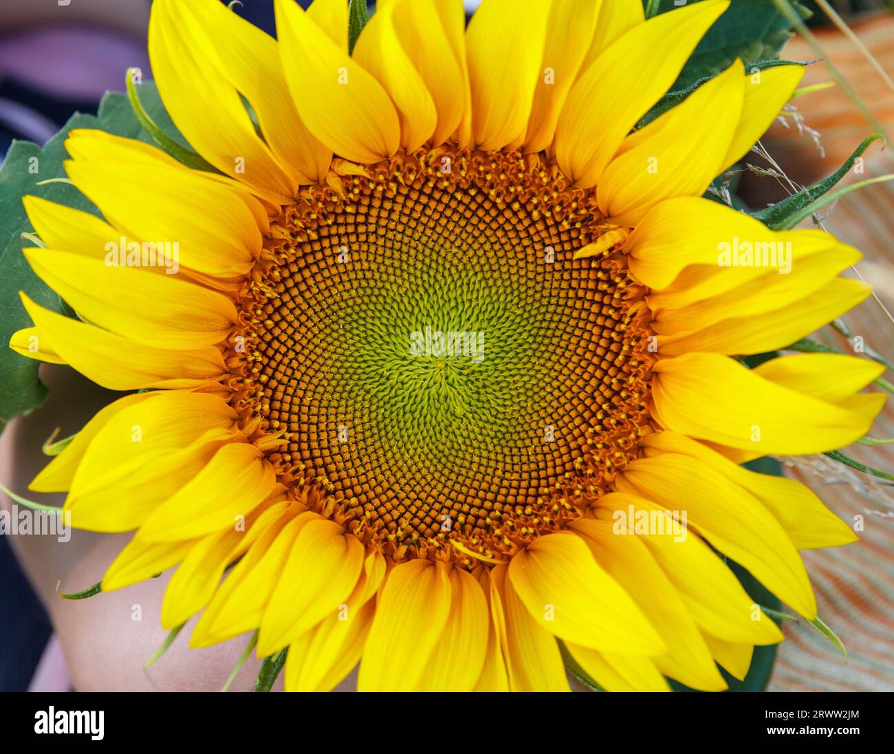 Floraison de tournesol, belle fleur ronde avec des pétales jaunes et des feuilles vertes, fleurie en été Banque D'Images
