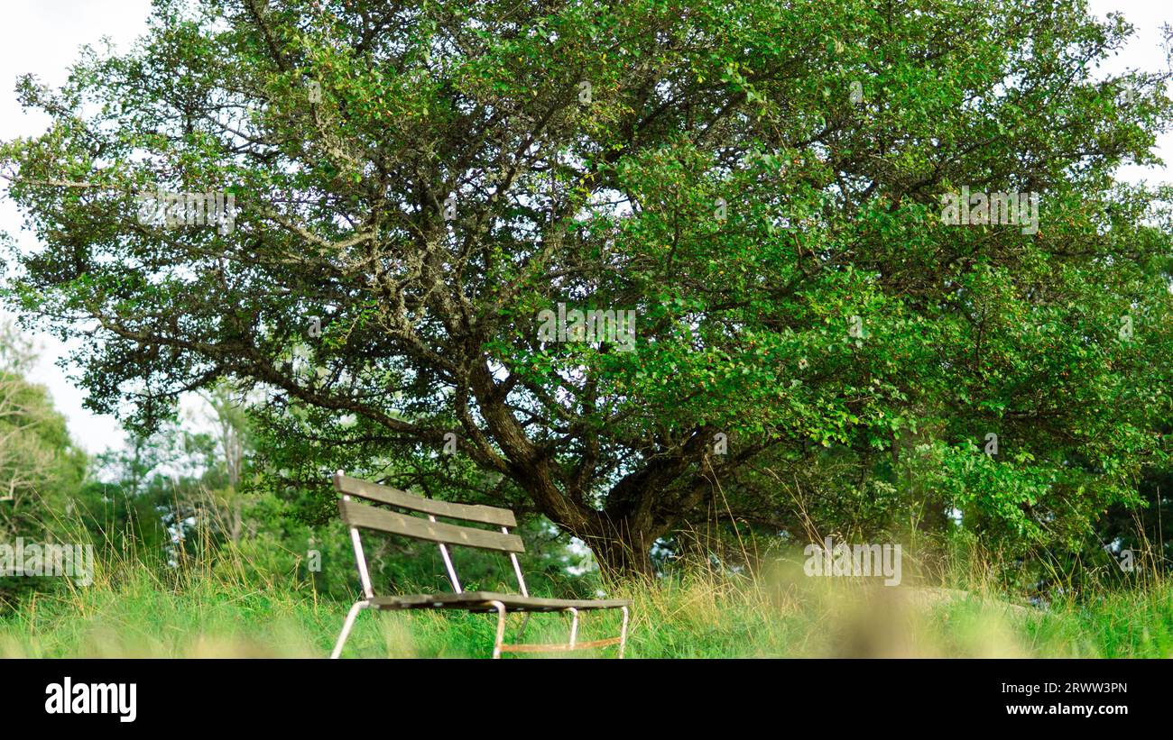 Nature suédoise Banque D'Images