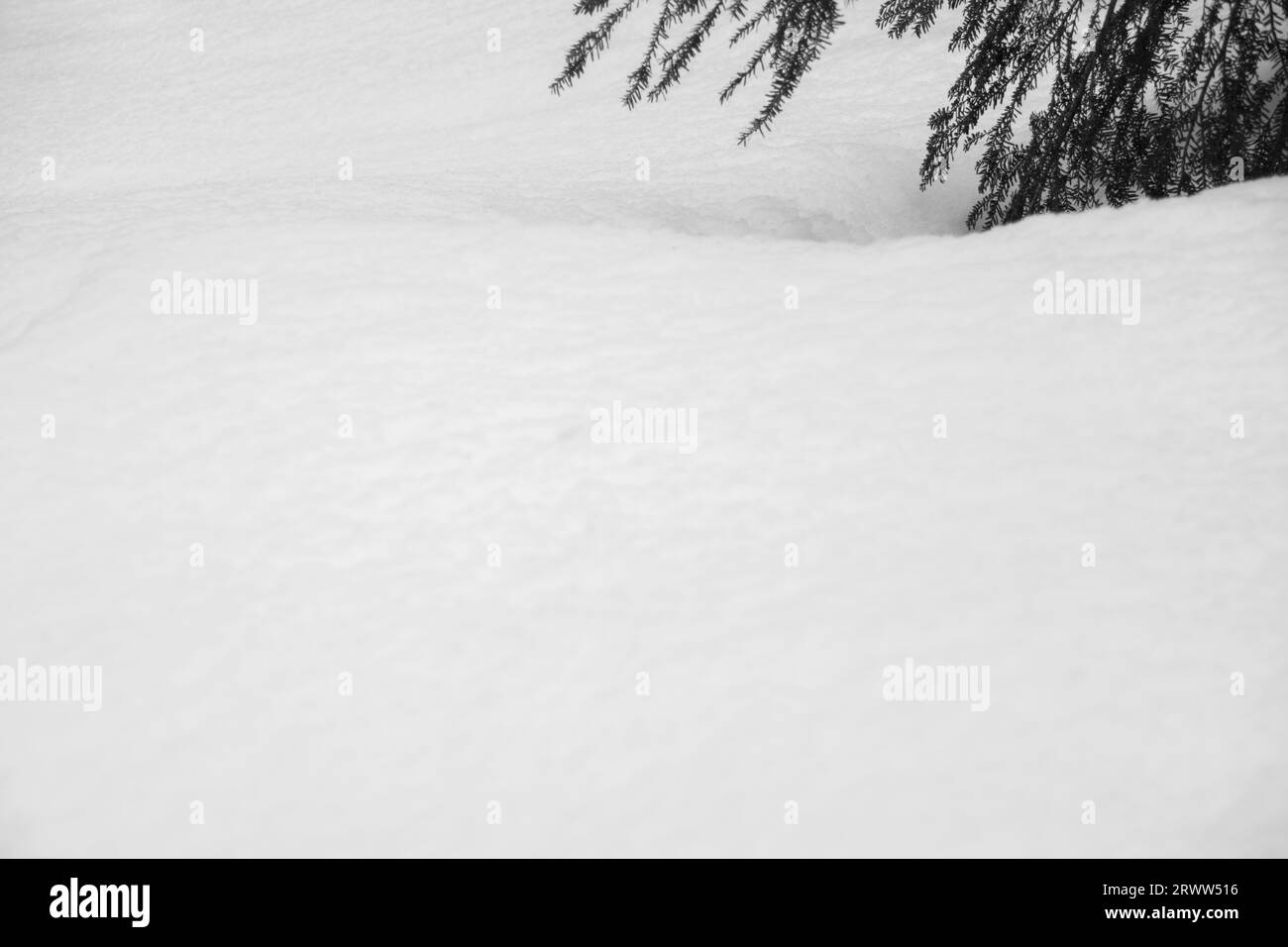 Arbres dans la neige Banque D'Images