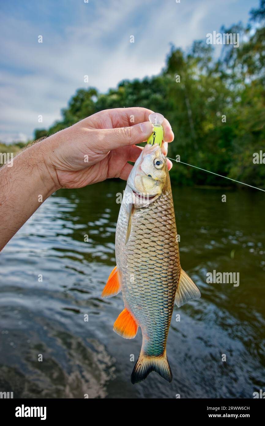 Big Chub dans la main du pêcheur, attrapé sur leurre en plastique, temps ensoleillé d'été, rive verte de la rivière Banque D'Images