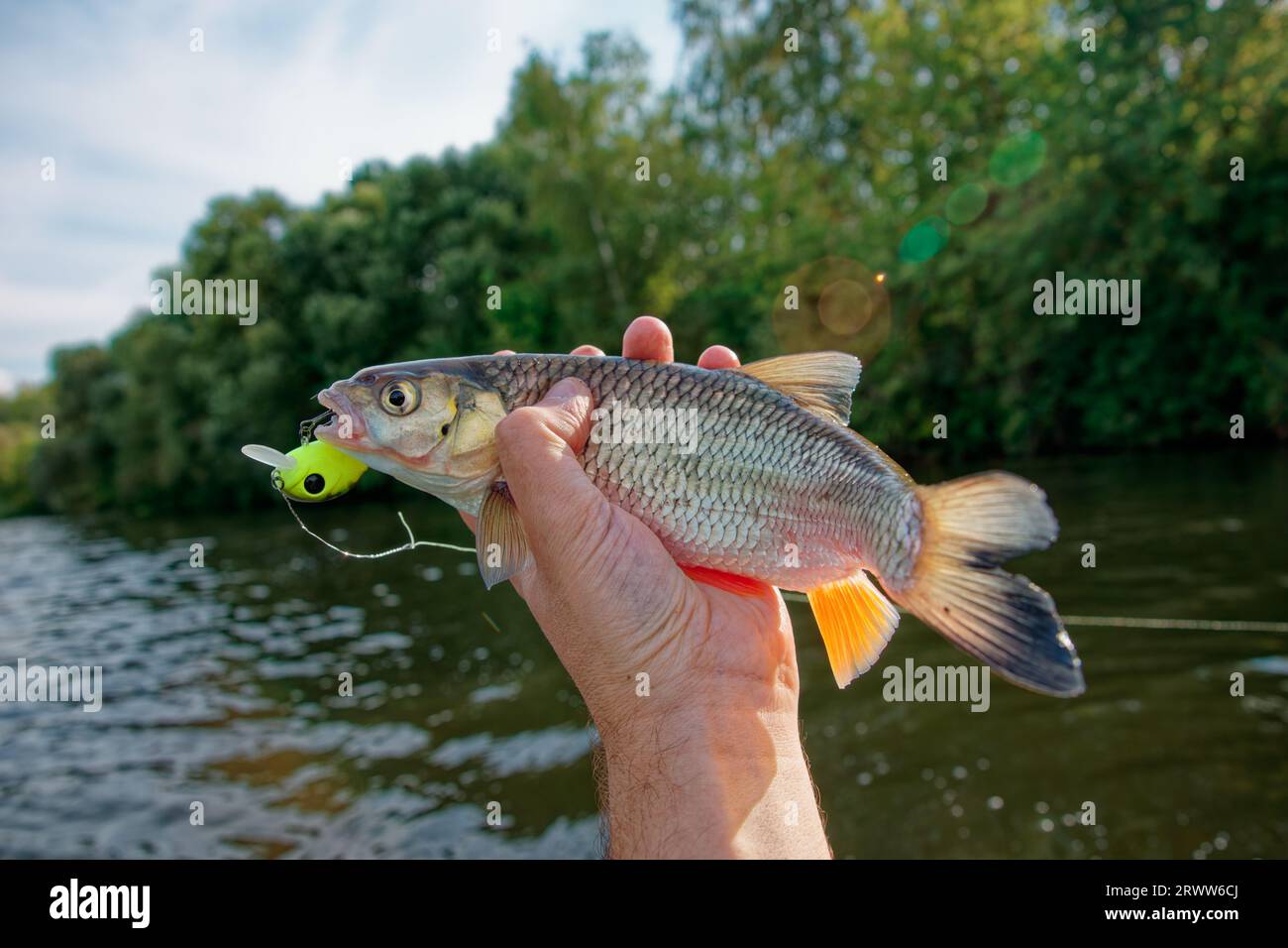 Chub dans la main du pêcheur, attrapé sur leurre en plastique, temps ensoleillé d'été, rive verte de la rivière Banque D'Images