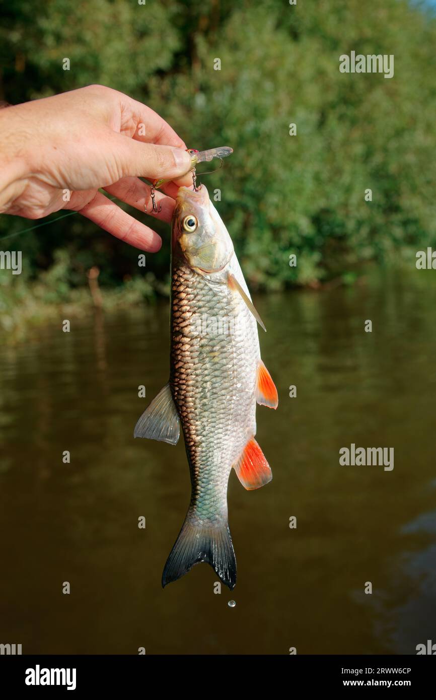 Petit chub dans la main du pêcheur, paysage de rivière d'été Banque D'Images