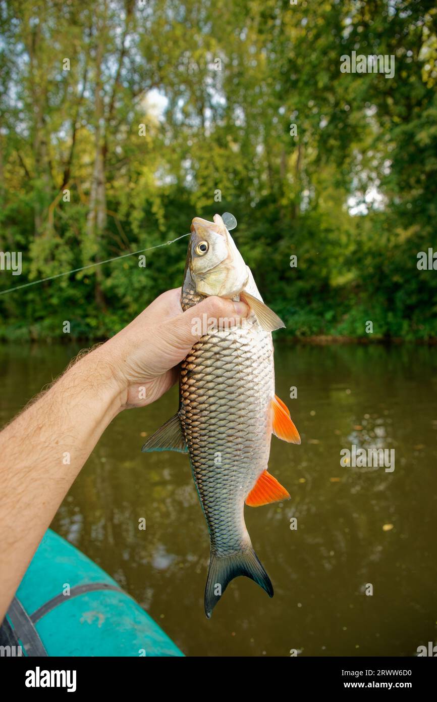 Big Chub dans la main du pêcheur, attrapé sur leurre en plastique, temps ensoleillé d'été, rive verte de la rivière Banque D'Images