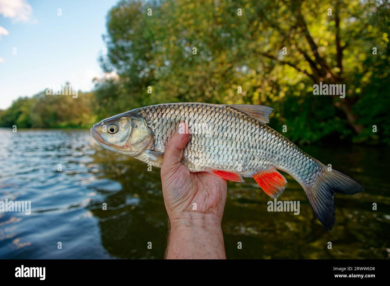 Big Chub dans la main du pêcheur, temps ensoleillé d'été, rive verte de la rivière Banque D'Images