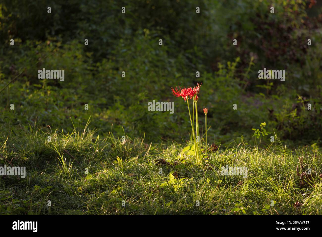 Higanbana (cluster amaryllis) au parc Katsurahama, Shiga Banque D'Images