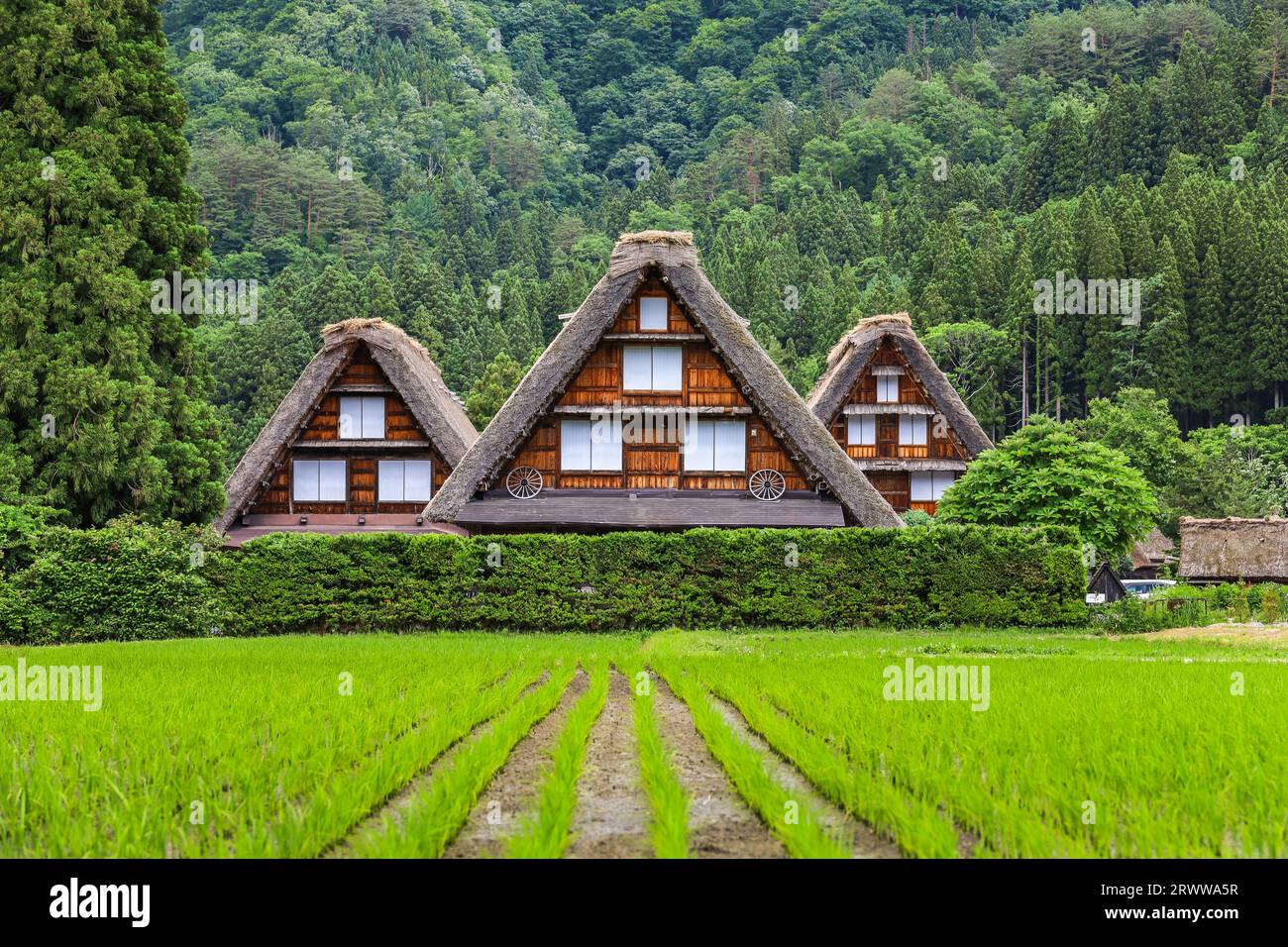 Maisons gassho-zukuri et rizières après la plantation de riz Banque D'Images