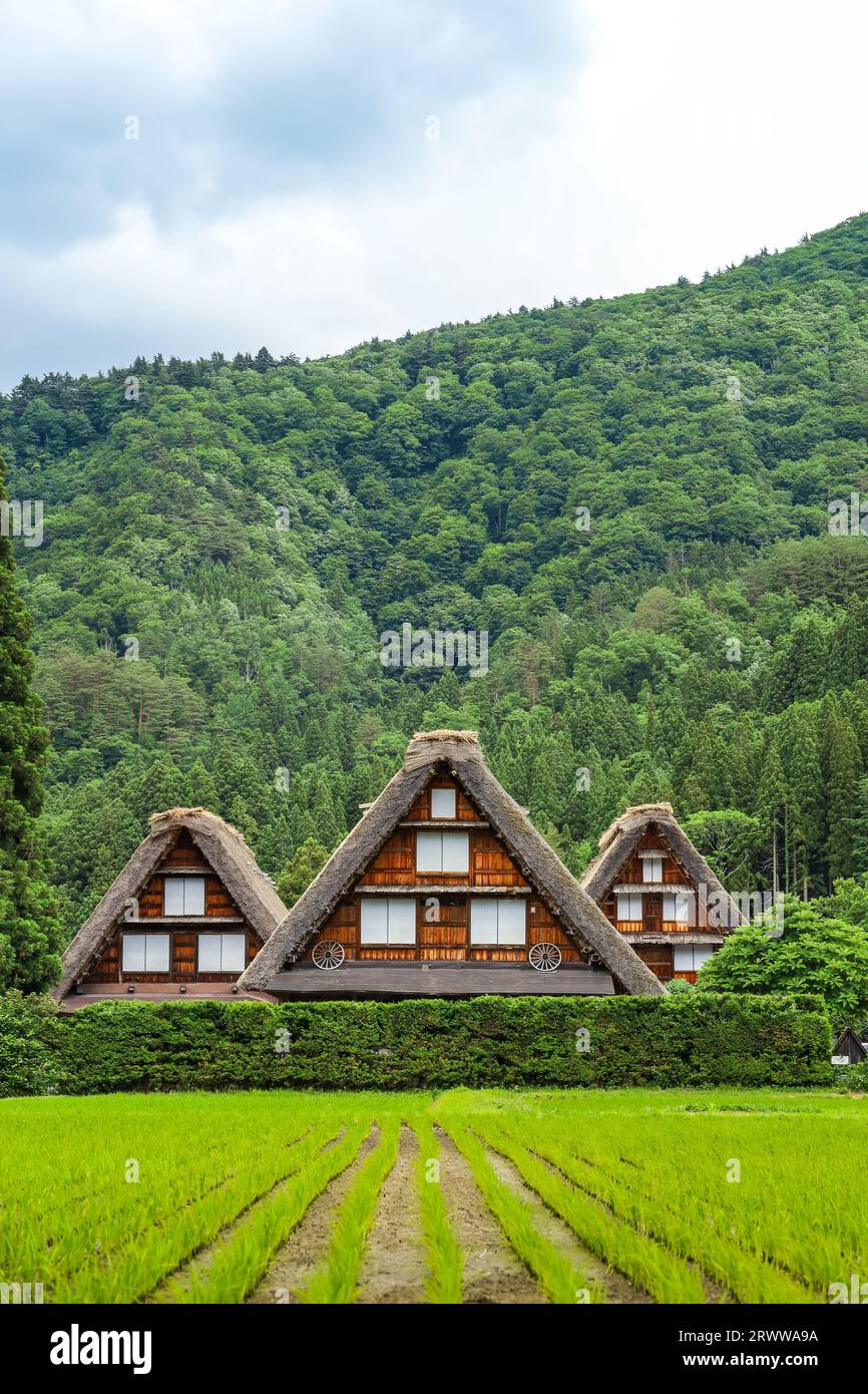 Maisons gassho-zukuri et rizières après la plantation de riz Banque D'Images