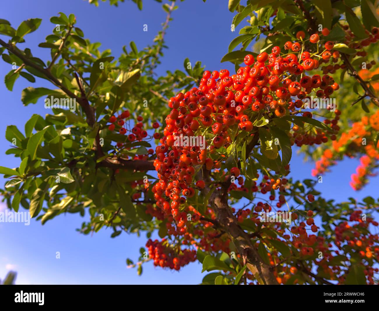 rowan contre le ciel bleu tiré vers le ciel, gros plan Banque D'Images