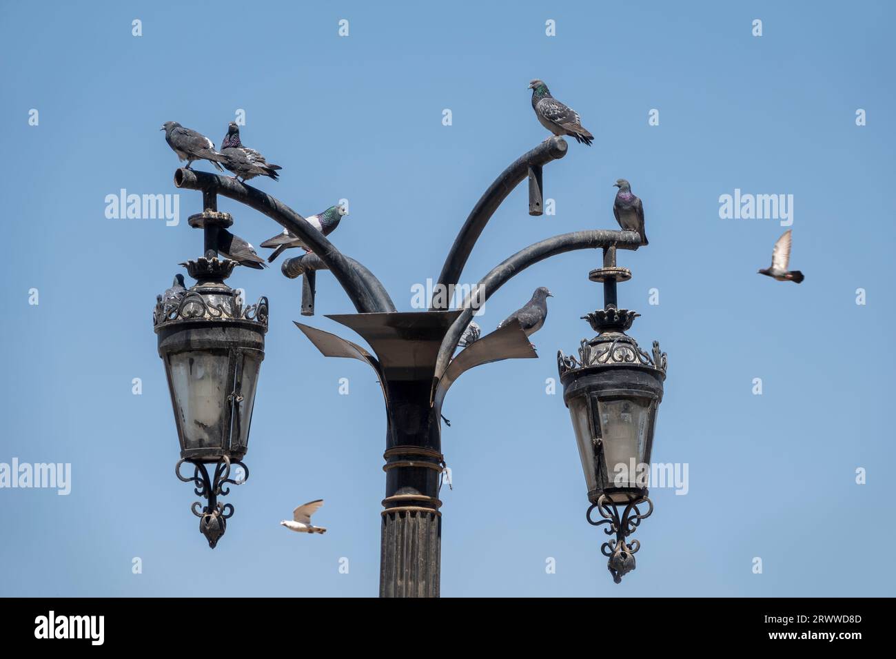 Un groupe de pigeons assis sur un lampadaire égyptien décoratif Banque D'Images