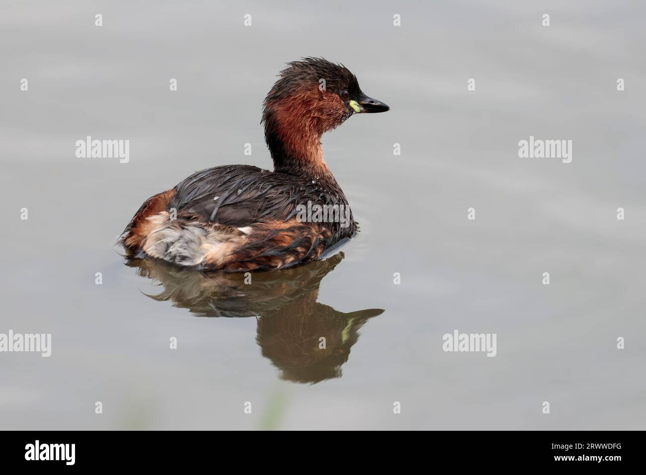 Petite grèbe Tachybaptus ruficollis, petit canard plongeant joues de châtaignier et cou tache vert citron à la base du bec plumage brunâtre extrémité arrière blanche Banque D'Images