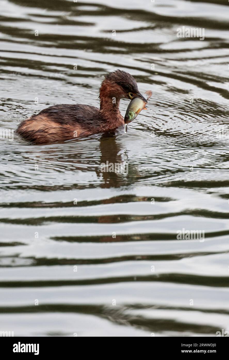 Petit grèbe Tachybaptus ruficollis, avec poisson petit canard plongeant joues de châtaignier et cou tache vert citron à la base du bec plumage brun arrière blanc Banque D'Images